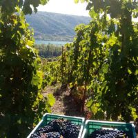 AOC - Saint Joseph rouge - Les Traverses