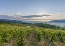 Nos vignes de St Peray Nos vignes de St Peray
