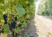 Vigne de Syrah à Portes-lès-Valence Vigne de Syrah à Portes-lès-Valence