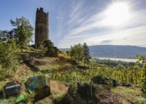 Vignoble de la Tour d'Arras Vignoble de la Tour d'Arras