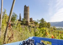 Vendanges à la Tour Vendanges à la Tour