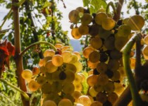 Grappes de Roussanne Grappes de Roussanne