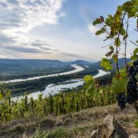 Les vendanges approchent dans les Traverses