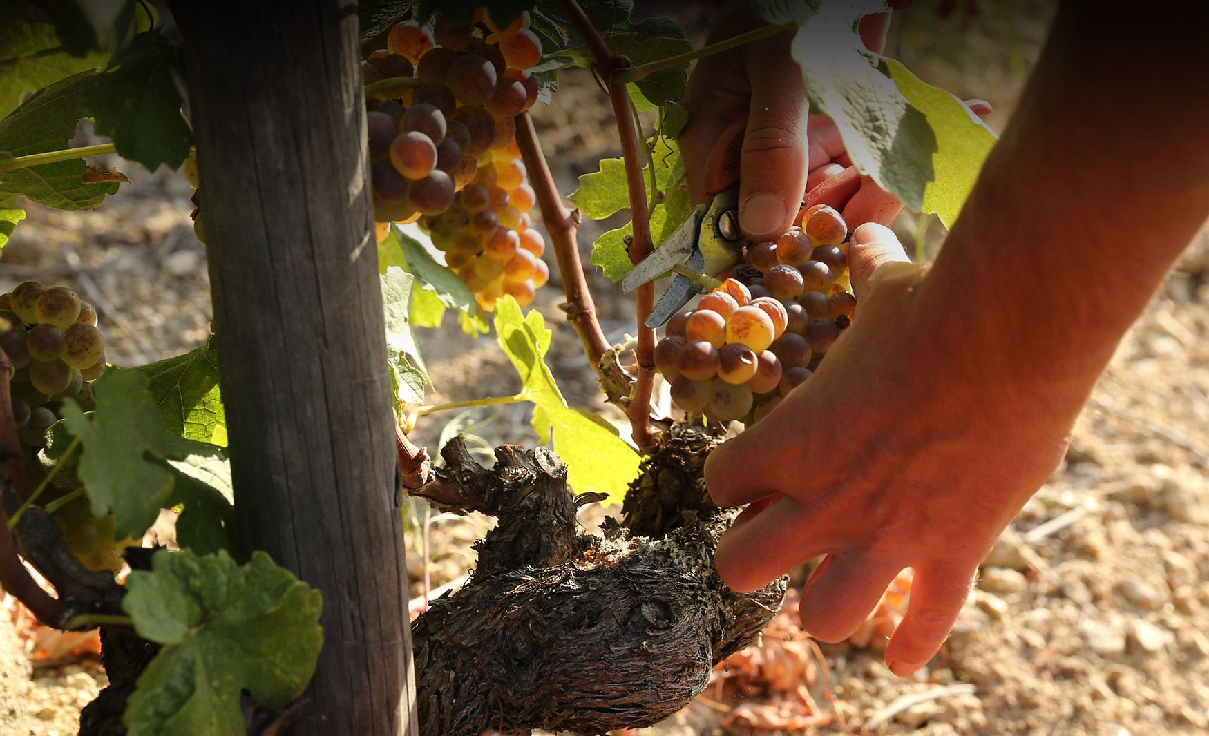 Vignoble de la Tour d'Arras